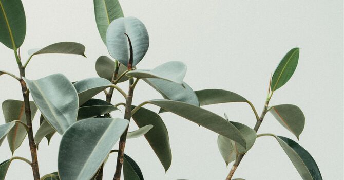Functional Medicine